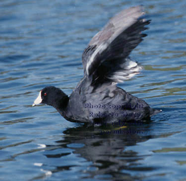 American coot