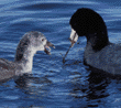 American coot chick & parent