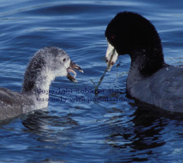 American coot chick & parent