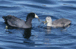 American coot parent & chick