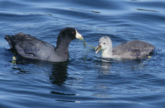 American coot parent & chick