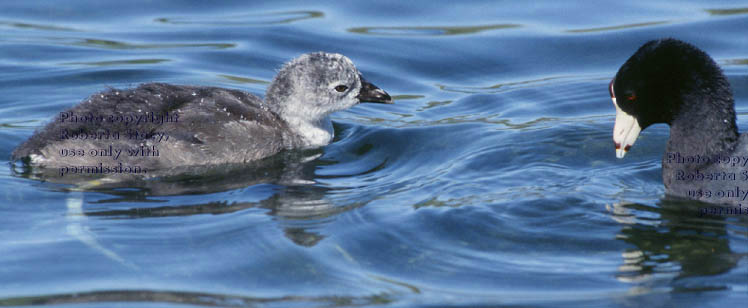 American coot chick & parent 