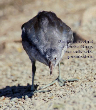 American coot chick