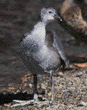 American coot chick