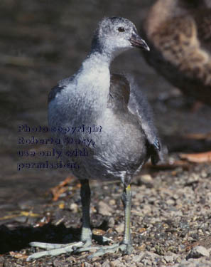 American coot chick