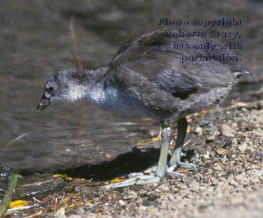 American coot chick