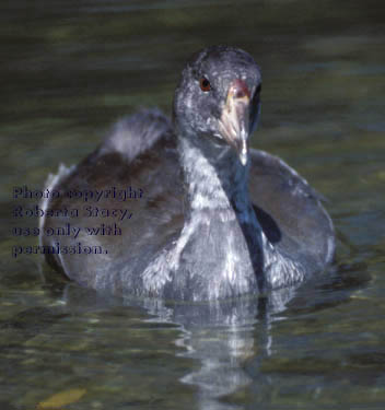 American coot chick