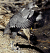 American coot chick