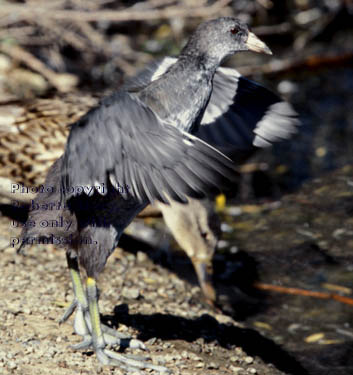 American coot chick