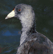 American coot chick