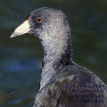 American coot chick