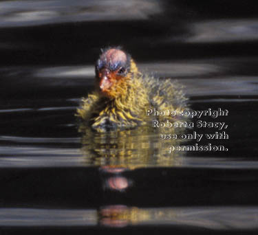 American coot chick