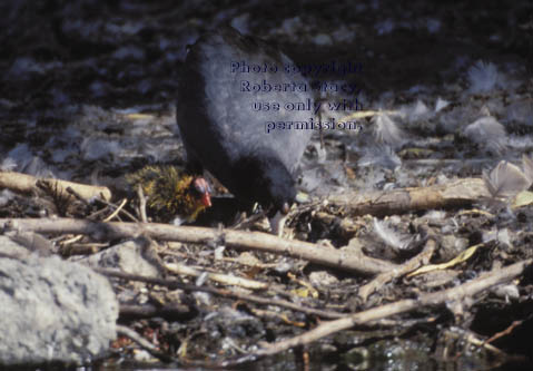 American coots in nest