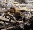 American coot chick in nest