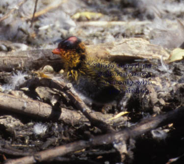 American coot chick in nest