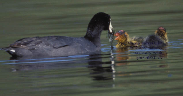 American coot & chicks