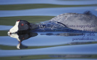 American coot