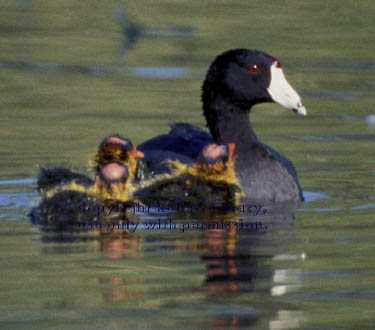 American coot & chicks