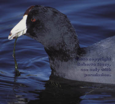 American coot 