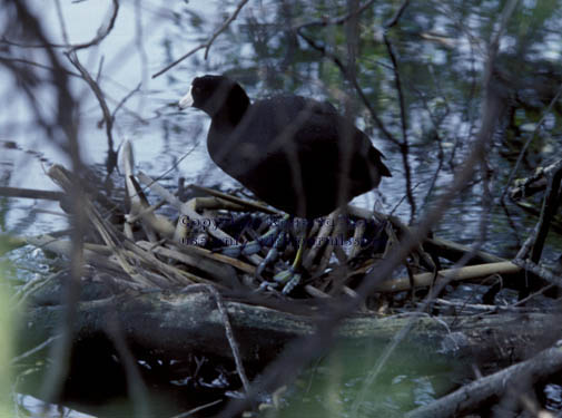 American coot in nest