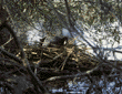 American coot in nest