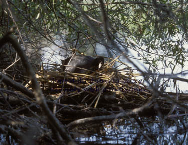 American coot in nest