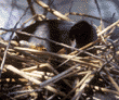 American coot & chick in nest 