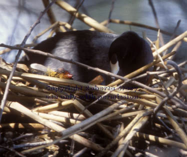 American coot & chick in nest 