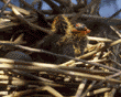 American coot chicks in nest 