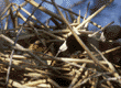 American coots & chicks