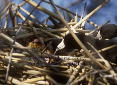 American coots & chicks