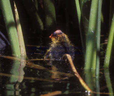 American coot chick