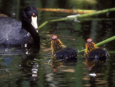 American coot & chicks