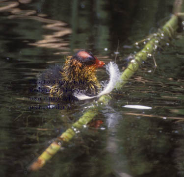 American coot chick