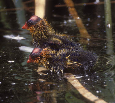 American coot chicks