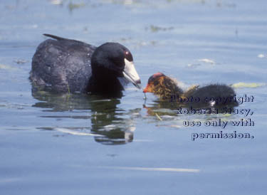 American coot & chick