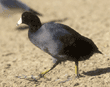 American coot