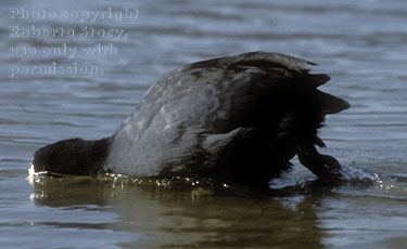 American coot