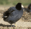 American coot