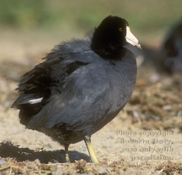 American coot