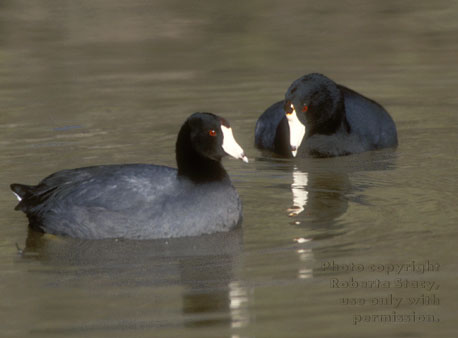 American coots 