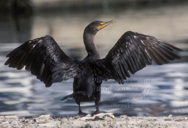 double-crested cormorant