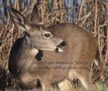 black-tailed deer