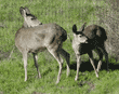 black-tailed deer, adult doe and immature