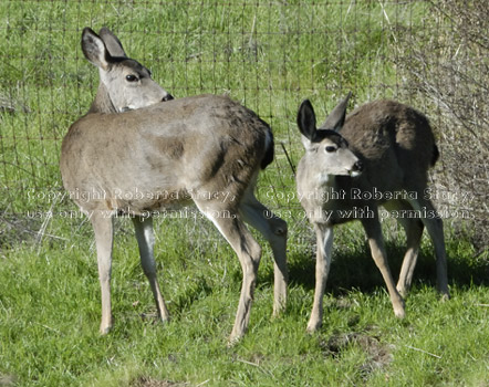 black-tailed deer, adult doe and immature