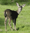 black-tailed deer