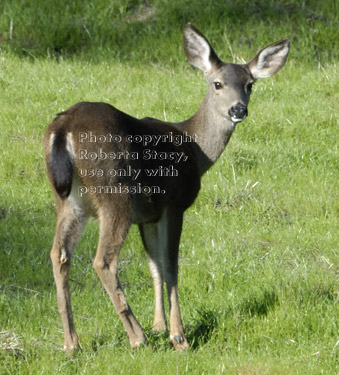 black-tailed deer