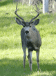 male black-tailed deer with antlers