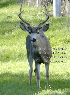 male black-tailed deer with antlers