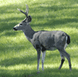 buck black-tailed deer with antlers